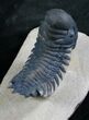 Nice Crotalocephalina Trilobite On Pedastal - #8032-2